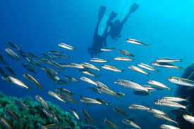 Image result for Boops boops