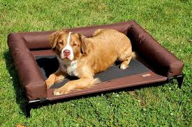 An elevated dog bed is a completely different style of bed that features a rigid frame with fabric stretched over it. Best Elevated Dog Beds For Getting Your Pup Up Off The Ground Great Pet Care
