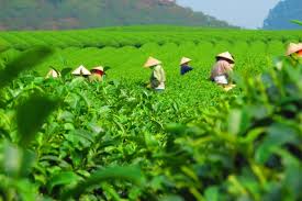 Green Tea Garden Stock Photo Free Download