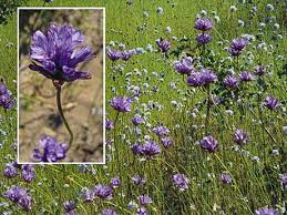 This deciduous shrub is very common west of the cascades with showy white flowers followed by red. Category Oregon Wildflowers