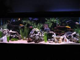 African Cichlid Care Sheet & Supplies | Petsmart