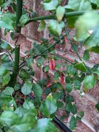 Image result for Halleria elliptica