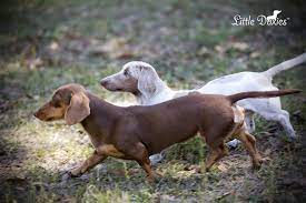 Akc Registered Dachshunds For Sale Little Doxies Dapple Dachshund Dapple Dachshund Puppy Dachshund Puppies