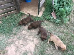 Chesapeake bay retriever puppies for sale in texasselect a breed. Chesapeake Bay Retriever