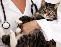 Vet costs vary widely, but. A Safer Three Year Rabies Vaccine Now Available For Cats Animal Hospital Of North Asheville