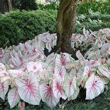 Get latest info on indoor plants, air purifying indoor plants, house plants , suppliers, manufacturers, wholesalers, traders, wholesale suppliers with indoor plants prices for buying. 22 30 Pcs Caladium Indoor Plants Seeds Florida Caladium Bicolor Seeds Bonsai Colocasia Plant Rare Flower Seeds For Home Garden Buy Online At Best Price In Uae Amazon Ae