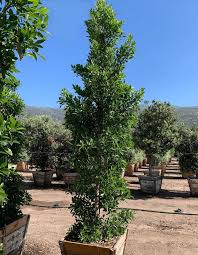 Image result for Ficus laurifolia