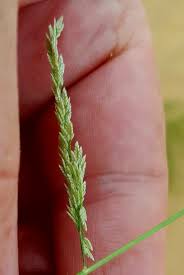 Image result for Eragrostis japonica