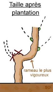 Je voudrais savoir si je dois les très vigoureuse la vigne produit du bois et du feuillage inutiles qui se développent au détriment de la formation des fruits. Entretien Et Taille De La Vigne Gamm Vert