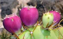 Beneficios del Higo Tuno Canario para la Salud - Alimentación ...