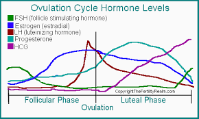 luteinizing hormone lh surge and level