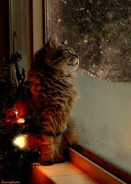 kotik v novogodnyuyu noch ocharovatelnye kotyata domashnie pitomcy koshachi fotografii