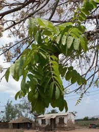 Image result for Xeroderris stuhlmannii