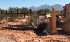 Dibujos animados de alpaca mexicana. Remueven Historicos Cactus En Desierto De Arizona Para Colocar Muro De Trump Video