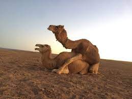 Out in the desert, under the burning sun see the camel walking, having camel fun get out. Stories Of An Alpha Male Camel With Morality Walking With Nomads
