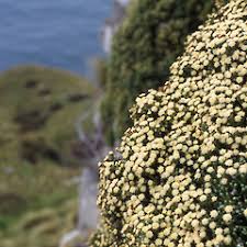 Image result for Helichrysum silvaticum