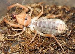 Camel spiders this topic is becoming one of the most discussing ones. Windscorpions Sunspiders Of Colorado 5 589 Extension