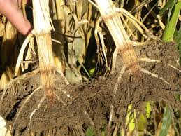 Maybe you would like to learn more about one of these? Stalk Rot Diseases Including Anthracnose Top Dieback Developing In Some Fields Cropwatch University Of Nebraska Lincoln