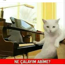Harika Capsler Harikacapsler Instagram Fotograflari Ve Videolari Cats Funny Cat Pictures Cute Cats