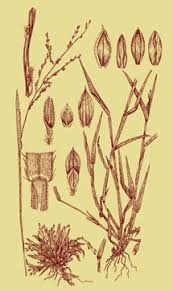 Image result for Urochloa xantholeuca