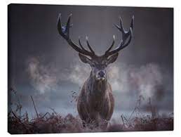 Big buck with a beautiful rack of antlers sitting in a field. Shop Deer Canvas Prints Posterlounge Com