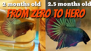 Passionate about bettas, we aim to share on this site authentic information and at bettasplendid.com we strive to breed and raise the best bettas we possibly can. Transformation Plakat Hmpk 0 2 5 Monhts Old Youtube