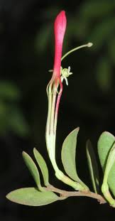 Image result for Actinanthella