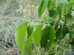 Image result for Psydrax fragrantissima
