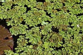 Image result for Salviniaceae