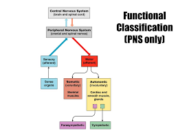 Warm Up List The Events In The Nervous System That Occur If You Accidentally Get A Paper Cut How Does Your Body Respond Ppt Download
