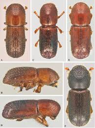 Image result for Xyris affinis