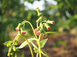 Image result for Crassocephalum uvens