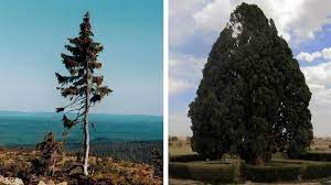 The world's oldest tree, dubbed prometheus, was cut down on 6th august 1964. 7 Of The Oldest Trees In The World