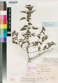 Image result for Acalypha segetalis