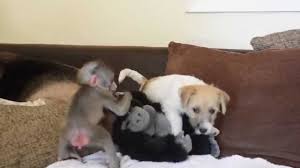 Viral funny monkey and puppy friendship, cute baby monkey relax and play happily with puppies funny monkey and puppy. Baby Monkey And Puppy Video Baby Animal Videos