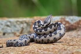 Najveći neprijatelj zmija raste u vašem vrtu: Zbog mirisa ove biljke  pobjeći će glavom bez obzira! - Večernji.hr