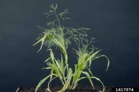 Image result for Panicum repentellum