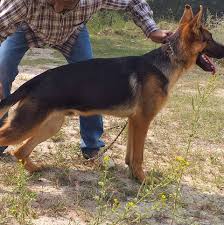 #jerman_dog | 1.6k people have watched this. Gsd Jerman Saffed Dog Indian Home Facebook