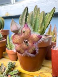 Image result for Stapelia
