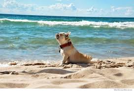 Ahhhh This Is The Life Dog Yoga Animal Yoga Dog Friendly Beach