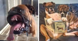 9 фраз в 1 тематике. 15 Fotos Zeigen Uns Wie Lustig Und Liebenswert Tollpatschig Boxer Sein Konnen Curioctopus De