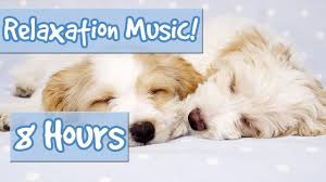 You may be wondering how to calm down an energetic dog. Best Playlist For Calming Puppies Music To Relax My Puppy Special Therapy Music For Dogs Youtube