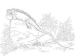 Plus, it's an easy way to celebrate each season or special holidays. Realisitc Green Iguana Coloring Page Free Printable Coloring Pages For Kids