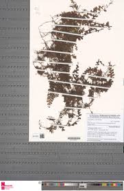 Image result for Polyphlebium borbonicum