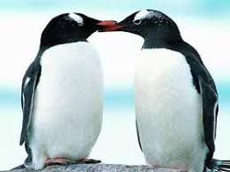 Kutupta Yasayan Canlilar Yavru Penguenler Cok Sirin Hayvanlar Penguen