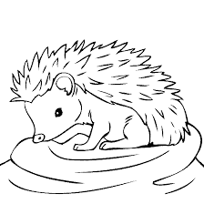 Baby Hedgehog Coloring Page Animal Coloring Pages Hedgehog Colors Hedgehog Drawing