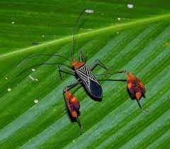 Banner Or Leaf Footed Bug Anisoscelis Flavolineata Panama Leaf Footed Bug Cool Insects Insects