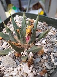 Image result for Craterosiphon quarrei