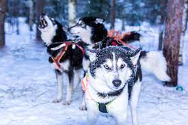 For shorter distances, sled dogs may average 10 to 14 miles per hour during the course of a day of mushing. 5 Fascinating Sled Dog Facts Scandi Travel Tour Operator