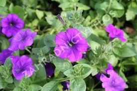 Image result for foto petúnie